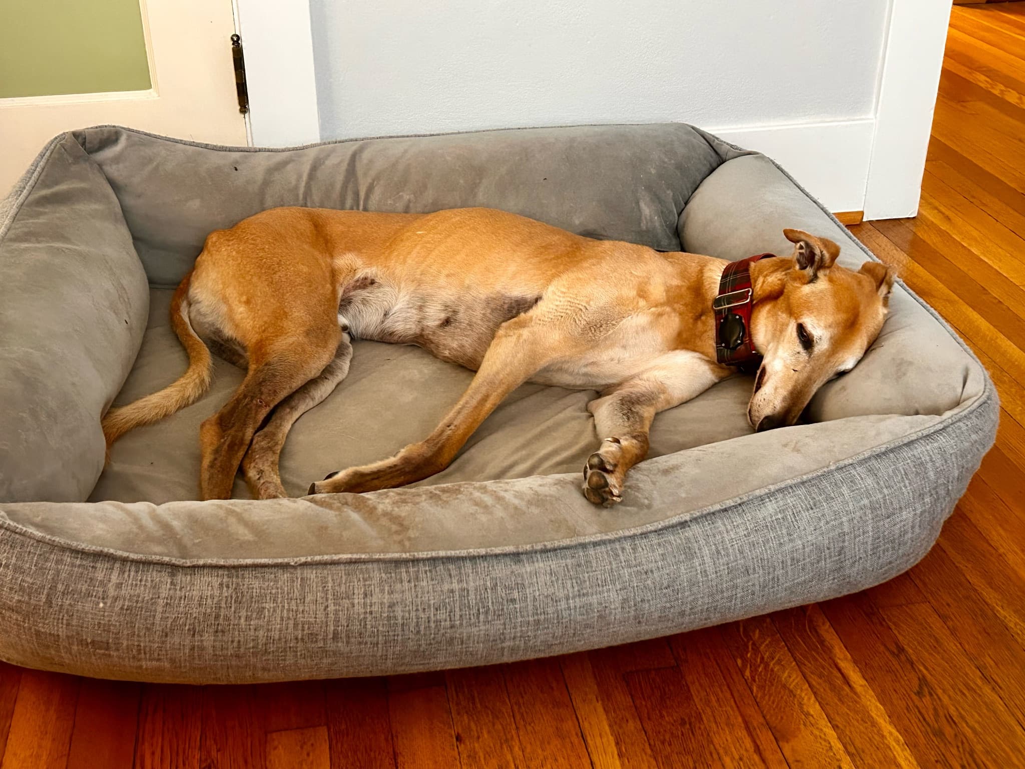 Adventure Pup recuperates from a day of recuperating from a day of…recuperating from the previous day of lazing about.