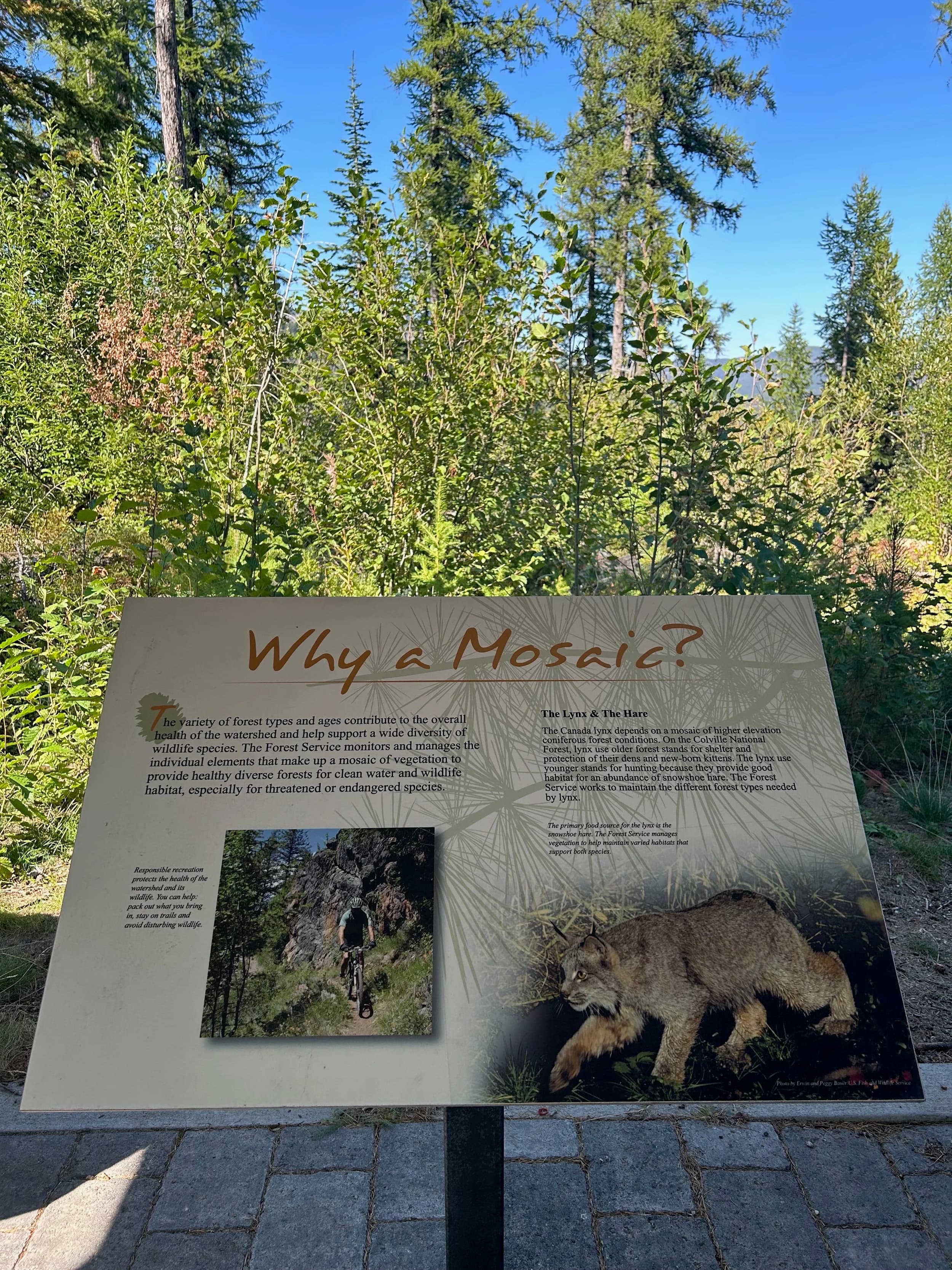 Trip Report: NW National Parks Loop
I left my job recently to take a much needed sabbatical and figure out what I’m doing next. A few weeks after my last day at work I embarked on what was to be a three week tour of NW-ish National Parks from Portland, to include Olympic, North Cascades, Glacier, Yellowstone, Grand Teton, Craters of the Moon, Lassen Volcanic, and Crater Lake.
I ended up missing Grand Tetons due to weather and I had to cut the trip short before I got to Lassen (family medical issue), so Lassen and Crater Lake remain unvisited.
Trip Dates: Sept 3 - Sept 16 (13 days)
Total Travel Miles: 3478 (does not include local miles for store runs, etc.)
Total Gallons of Gas Used: 82
Equipment: 2021 Benelli TRK502X Gaia GPS & Google Maps running on Sonim XP8 rugged Android phoneButler Motorcycle Maps (paper maps of best M/C roads in the country) iPhone 14 (main camera) Akaso Brave 7 helmet-mounted adventure camera Spot X satellite communicator and tracker Wolfman Luggage WP waterproof tank bag and saddle bags (no longer available) Watershed Colorado dry bag duffel (across the pillion seat) Kriega US-5 Drypack (tail bag) Kriega 3L hydration backpack (strapped to duffel, not worn)Marmot Ajax 2 tent Nemo hydrophobic down sleeping bag (non-mummy)Helinox ultralight cot MSR WhisperLite International stove
(Purchased in 1991 for my first moto trip: Detroit, MI to San Diego and back on an XT250)Gossamer Gear Bare Boxer bear-proof food canisters (two - one in each saddle bag)
Day 1 - Olympic National Park Date: Tuesday 9/3/2024
Destination: South Beach Campground, Olympic National Park
Travel Time: 4h 24m
Miles: 213Notes:
Planned to head west to Astoria then north from there, but left later than expected so headed up I-5 to US 12. I’ve driven/ridden that stretch of I-5 hundreds of times (starting in 1993). It’s boring and I hate it.
South Beach CG is first-come-first-served. I didn’t have issue getting a site. There is a long, tight loop of sites along the coastline, but I chose one of the sites further back near the bathrooms due to wind concerns. The bathroom building provided a sort of wind shelter for my site.
I used the heated grips on this leg; it was pretty chilly along the coast in the Olympic Peninsula. I almost didn’t install them, thinking I was being paranoid about the cold. I ended up using them a lot.
Day 2 - Ferry to Seattle / Burien Date: Wednesday 9/4/2024
Destination: Friend’s house in Burien, WA
Travel Time: 7h 30m
Miles: 199
Notes:
Slept well (thanks to Advil PM). I’ve not been sleeping well for more than a year. I’m really hoping to reset my sleep patterns with this trip. A good night’s sleep is one of my great joys and I feel like I’ve been robbed of that pleasure.
Used my Aeropress this morning for the first time ever. I’m hooked.
Headed up along US 101 through Port Angeles and then down to the Southworth ferry terminal near Port Orchard. Ferried across to Fauntleroy, which is just a few miles north my friend’s house in Burien. I’m always surprised at how long it takes to get from the Olympic Peninsula to the east side of Puget Sound (Seattle, etc.). With the ferry crossing (I love ferries) it took seven and a half hours to go 200 miles.
Discovered at my first stop of the day (just up 101 at the Kalaloch Campground, stopped to refill water) that the battery is quite weak and won’t start the bike if you leave the ignition on for even two minutes without the motor running. This would become a theme for the next few days. Fortunately, I have a jumper box and a permanent jump harness wired to the battery so jump starts are a quick operation.
Had a good evening with old friends.
Day 3 - North Cascades via Mountain Loop RoadDate: Thursday 9/5/2024
Destination: Newhalem Campground, North Cascades National Park
Travel Time: 4h 30m
Miles: 146Notes:
Slept well, on the couch. No pills needed.
I realized yesterday that my summer riding gloves (Rev’It Dune) were a size (or two) too small. Rev’It gloves fit really tight and I feel like I can never get it quite right. And yet, I love them. So, I stopped at a Cycle Gear in Bellevue to pick up something summer weight (Dirt 3) that fit better. They’re better, but maybe still one size too small. Such is life.
From Bellevue, I rode north and took the Mountain Loop Hwy then on up north to North Cascades. It was a hot ride. Still summer.
A small section of the Mountain Loop Road is dirt/gravel, which I didn’t realize. No biggie. Was just surprised (clearly I didn’t study my maps closely enough). When riding solo on a bike that weighs over 500 lbs., I tend to avoid planning much off-pavement riding. That’s what my DR-Z is for.
Day 4 - Newport, Washington via Winthrop Date: Friday 9/6/2024
Destination: Golden Spur Motor Inn, Newport, Washington
Travel Time: 8h
Miles: 308
Notes:
Slept just ok, even with Advil PM.
Pretty ride through North Cascades National Park and Colville National Forest. Didn’t do any backroads or hikes. Discovered (new to me) the town of Winthrop. Stopped for coffee at Sheri’s and resupplied on freeze-dried food at Cascades Outdoor Store.
The town of Newport is almost nothing, but, inexplicably, there’s an amazing restaurant (Brownell’s Place). Had dinner and a few ciders. Met and chatted with the owner/chef (she’s great). Listened to some live music. Then back to the motel.
Day 5 - New Battery in Kalispell Date: Saturday 9/7/2024
Destination: West Glacier KOA, West Glacier, MT
Travel Time: 8h 7m
Miles: 293
Notes:
Slept well on motel bed (on sleeping bag, not in the sheets). Another hot one.
Discovered that the water pump seal leaks oil. A quick post in the TRK Facebook group revealed that this is a common problem on this bike, and and easy fix. It’s apparently just a bad o-ring.
Battery has been getting continuously worse, and now requires I jump start the bike about every other start. Google Maps to the rescue: directions to the Batteries Plus in Kalispell, please. They don’t have an Odyssey AGM in the right size; the Duracell will have to do. (It’s been great.)
I set up camp at the West Glacier KOA, which will be my base for a few days. KOAs are their own little world. Very strange. Not really my thing, but the on-site laundry was handy.
After setting up camp I opened a cider and used the iPad to book a vehicle reservation for the next day to ride Going to the Sun Road, which I really wanted to do.
Day 6 - Going to the Sun RoadDate: Sunday 9/8/2024
Destination: Local Ride: West Glacier, Going to the Sun Road, Saint Mary, East Glacier
Travel Time: 5h 35m
Miles: 142Notes:
Quick breakfast and gas up in West Glacier before entering Going to the Sun Road.
Going to the Sun Road was stunning. This was the first point in the trip where I had tingles and was giddy at what I was seeing.
Took a very short hike along Saint Mary Lake. Again, I was beside myself with the beauty.
Lunch at the general store in Kiowa.
The rest of the ride back after East Glacier was meh, but I just kept thinking about how amazing what I’d seen in the morning had been.
Dinner at the KOA. Tacos from a cart (ok / not great, and a very weird guacamole) and a few glasses of wine from another cart. I asked about the guac and it turns out they make it in a food processor. Come on, people.
Day 7 - Ride to BozemanDate: Monday 9/9/2024
Destination: Friend’s house in Bozeman, Montana
Travel Time: ~ 8h (Gaia crashed near the end of the trip, but before getting to Bozeman)
Miles: ~ 400Notes:
Slept poorly again. No pills this time. Took some photos of my soft luggage setup to answer some questions in the TRK502X Facebook group. The saddle bags are from Wolfman Luggage, but I don’t think they make this waterproof line anymore. I use a duffel dry bag from Watershed across the top. A heat shield protects the side bag from exhaust heat.
Hazy, smoky ride most of the way. Very windy in places. This is where I first really started to feel how underpowered the TRK502 is. Really struggled in places.
Developed an engine-speed-sensitive squeak or rattle. Sounds like when a heat shield vibrates in resonance with engine vibration. Discovered that it’s a missing crash bar mounting bolt allowing the crash bar to rub against the frame.
Also noticed that there’s a resonant oscillation at speed that feels like the chain going bad (like it’s stretching unevenly).
First of several nights at a friend’s house in Bozeman (which, it turns out, is a pretty cool town). And there’s a hot tub…
Day 8 - Bike Maintenance & Hyalite ReservoirDate: Tuesday 9/10/2024
Destination: Local Ride: Hyalite Reservoir
Travel Time: not recorded
Miles: not recordedNotes:
Woke up to a smoky sunrise. I had the best night’s sleep I’ve had in years. This is was the whole point of this trip: to untangle my burnout and reclaim sleep as one of my joys. I wrote about it in my journal when I woke up. I hope this wasn’t a fluke.
Planned to replace the bolt that rattled loose from the crash bar, but instead discovered that it had actually severed off at the mount point. No fixing that on the road. Adjusted chain and moved on.
Lunch at Mountains Walking Brewery in Bozeman.
Rode up to Hyalite Reservoir. Pretty ride. Smoky still.
Soaked in hot tub after dinner.
Day 9 - North Yellowstone LoopDate: Wednesday 9/11/2024
Destination: Northern loop through Yellowstone National Park
Travel Time: 9h 36m
Miles: 272Notes:
Did a day trip from Bozeman down through the northern loop in Yellowstone, entering at Mammoth and taking the scenic route through Paradise Valley.
Saw elk, coyotes (I think), buffalo, and pronghorn.
Pretty ride, but cold in places. Used heated grips again.
Rode the loop through Mammoth Hot Springs (see video) at the end.
Coffee at Tumbleweed Bookstore & Cafe in Gardiner. I kind of dig Gardiner. Good vibe.
Had dinner at Mountains Walking Brewing. Rain and wind started. Lights flickered. Waited for rain to stop before riding back to the house.
Power out at the house due to high winds. This does not bode well for tomorrow.
Day 10 - Winter Weather in the ParksDate: Thursday 9/12/2024
Destination: Grand Teton National Park via West Yellowstone Pocatello, Idaho
Travel Time: 5h 40m
Miles: 201Notes:
Today was supposed to be a gorgeous ride through Yellowstone into Grand Teton National Park, and camping at Signal Mountain CG in the park. The weather had other ideas. It was pouring rain (and cold) all the way to West Yellowstone from Bozeman. By the time I got to West Yellowstone I was getting severe winter weather warnings on my phone calling for up to 3 (three!!) inches of snow accumulating in the high passes in the park. It’s bad enough in a car, but that’s a disaster waiting to happen on a motorcycle.
I parked my butt at Mountain Mama’s Cafe in West Yellowstone to warm up / dry off and decide what to do. I almost had myself convinced to push through when I realized that, even if I made it to the campground ok, I’d be setting up camp in the rain and I’d likely be miserable all night. Grand Teton would have to wait.
From West Yellowstone it’s easy to bail west into Idaho and get away from the park weather and elevations. So that’s what I did. It was not a pleasant ride, though. I was in torrential downpours all the way to Idaho Falls.
Arriving in Idaho Falls, I was exhausted and sure I could just find a room for the night. I dropped the bike at a roundabout (short-legged it coming to a stop; I knew it was going so I just rolled away). Guy behind me helped me pick it up. Then, there were no rooms because it was move in week for the two universities there (U of I, ISU). This would become a recurring theme.
I rode further to Blackfoot. Still no rooms.
I called ahead to Pocatello and got a room at a Red Lion there. I was never so happy to be off the bike.
No pictures this day. I couldn’t even get the action camera to turn on.
Day 11 - Craters of the Moon and EBR-1Date: Friday 9/13/2024
Destination: Craters of the Moon National Monument
Travel Time: 4h 20m
Miles: 124
Notes:
I wasn’t sure what my destination would be today but my plan was to do a little nuclear tourism, see Craters of the Moon, and then go somewhere from there. My schedule and day-plan was thrown off by missing Grand Teton National Park and spending a night in Pocatello, which was not on the itinerary at all.
Stopped in Atomic City. Not sure why; I was under the impression that Atomic City was the first city lit by nuclear engergy, but it was practically a ghost town. There are a few houses there, but as far as I could tell all of the business were shuttered. Except, maybe, for the race track; that looked like it might still get used.
Arco, it turns out, is the city celebrated as the first in the world to be lit by nuclear energy. Nothing special about the town, but they do a nice job of making City Hall photo-worthy.
Between Atomic City and Arco is EBR-1 (Experimental Breeder Reactor I) which was the world’s first breeder reactor. The EBR-1 exhibit was closed for the season, but in the lot next to it were some really interesting experimental nuclear heat-transfer jet engines that never made it out of the experimental phase (probably a good thing).
Craters of the Moon is pretty small. If you don’t do any of the walks, it’s literally just a 30 minute road loop. Still, it was an unexpected surprise and delight. I had no idea what to expect but I was positively chuffed at the experience. I noticed that the campground had open sites so I inquired at the entry booth. As luck would have it, the whole campground is first come / first serve. I decided to set up for the night. It’s good to be done early and have some time to read and not stress about making distance.
Day 12 - New Chain in Twin FallsDate: Saturday 9/14/2024
Destination: Battle Mountain, Nevada
Travel Time: 8h 52m
Miles: 335
Notes:
Beautiful morning in Craters of the Moon. While I was breaking camp a parade of classic cars came into the park to drive the loop. I got a picture of one Pontiac down the road in Carey at a gas station.
Carey ended up being an unplanned fork in the road for me. I discovered this morning that my chain was indeed stretching unevenly, and the oscillation I was feeling and hearing was the chain hum changing from a “loose” hum to a “tight” hum rapidly as the tight spot moved around the sprockets. I was supposed to continue west to Mountain Home and then south from there into Nevada. A very scenic route, according to my Butler map. But, between camp and the gas station I got pretty paranoid about the chain snapping at high speed, which, worst case, could lead to a fatal crash.
So I called ahead to a few motorcycle dealers in Mountain Home (on my planned route) to see if they could take me in and replace the chain. No dice. This is the downside of having an obscure motorcycle from an obscure marque - no one wants to work on it. Making matters worse this is an Italian-designed bike built in China, a fact which causes many people to lose the ability to think clearly. “It’s Chinese junk!” Not so. Next.
With Mountain Home out, I tried Twin Falls. My first call was to Adventure Motorsports, and the service manager there took me in with no hesitation. “How soon can you be here?” I didn’t get his name, but my hat’s off to him and his one tech working furiously on a Saturday to beat the 3pm closing time. He said during high season, they get about 15-20 out of town travelers per week who need something done, and they take them all in. I love to hear stuff like this. This shop is in it for the community. They have a nice showroom, too.
With a quality new chain installed, I got a burrito and a MexiCoke at a Mexican place and went on my way. I made it to Battle Mountain, NV, where I decide to get a room. Tomorrow I rejoin my planned scenic route. Day 13 - Desert Mountains in NV, CADate: Sunday 9/15/2024
Destination: Grizzly Campground, Lake Davis (near Portola, CA)
Travel Time: 7h
Miles: 307
Notes:
I love the northern Nevada landscape, and today’s ride didn’t disappoint. US Highway 50 is apparently known as “The Loneliest Highway” but everyone knows about it, so it’s not very lonely. However, after leaving Austin, NV headed west you can take Nevada Highway 722, which dips to the south and follows the old US 50 route. It was completely empty and the twisties through the passes were fun. Highly recommended.
Stopped in Fallon for gas and to find a Micro SD card for the action camera. Walmart to the rescue.
After Reno, I crossed into California and, I swear, it looks different. Norther California desert mountains are so beautiful.
Camped at a nearly empty campground on Lake Davis (very end of the season). The host warned me rain was coming tomorrow.
Day 14 - Unplanned Return HomeDate: Monday 9/16/2024
Destination: Summit Lake Campground, Lassen Volcanic National Park Portland, Oregon (Home)
Travel Time: 10h 32m
Miles: 538Notes:
Last week, my mom went into the hospital for a fairly routine procedure. My brother went to Michigan to help out, as needed, and he went back home to Arizona after she returned home and everything seemed settled.
This morning, while having coffee, I got a call that she’d gone back into the hospital with something that may or may not have been related to the procedure. It seemed like maybe things were ok, but maybe not.
I decided the best thing to do was head home so that I was near an airport if I needed to fly out to Michigan to help out.
I packed up camp and headed up US 395 toward home, via Klamath Falls. It was a pretty ride, but, once again, I found myself in rain most of the way to Klamath Falls.
I was pretty beat by the time I got to Klamath Falls and figured I’d just find a hotel room, get a hot shower, and finish the ride tomorrow.
But, once again, it was move-in week for the local university. Holiday Inn Express had a single room for $395. No thanks. Onward.
I never hit rain again after Klamath Falls, and after turning west onto Oregon Hwy 58 and starting to lose elevation into the Willamette Valley, the temperature starting rising, which was welcome.
Once I reached Eugene, there was no point in not just going all the way home, so that’s what I did.
I got two pictures: one at camp before the call, and one at my last gas stop, an hour and twenty minutes from home, with the moon rising.
A nice side effect of my early return home is that I was home for my birthday (tomorrow), so I had dinner with my kids and my wife, which was lovely.
I did end up flying to Michigan the next day, and was there for a bit. The best part? I got to make some meals for my mom and step dad. Everything seems ok with my mom for now.
Grand Teton, Lassen, and Crater Lake will be there, and now I have an excuse for another trip in the future.