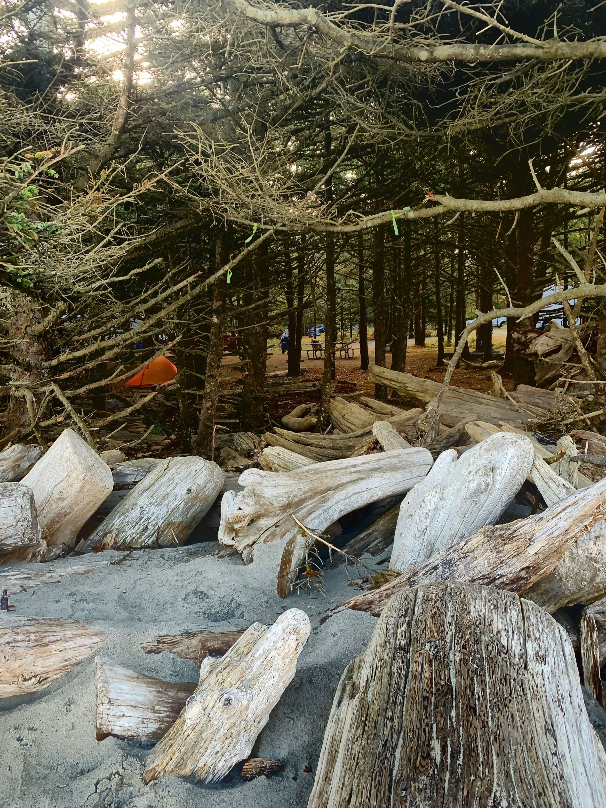 Trip Report: Portland to Olympic Peninsula to Orcas Island
If you follow me on Instagram, you know I purchased a 2021 Benelli TRK502X in July. I just completed my first overnight trip with the new Benelli, doing 7 nights / 8 days from Portland, up the Olympic Peninsula, over to Bellingham and then finally to Orcas Island.
The plan was to camp most or all nights until my last two nights on Orcas, where I had a small waterfront cottage rented right in Orcas Village, where the ferry lands. After three nights of camping, however, I realized I can’t really do the “thin air pad on the ground” thing anymore (I’d be 50 in a week, after all!). My back was killing me and I was not sleeping well, making the following day’s ride less enjoyable at best, and probably also less safe.
So, instead of 5 nights of camping, I did three and then found a cheap motel in Port Angeles, figuring I’d camp the next night and then do my two nights in the cottage. As it happened, most of the next day was rain and the forecast was rain all night and into the morning, so I ended up in a hotel in Bellingham to avoid setting up and breaking down camp in the rain. I can do it. Have done it. But if money is no object and there is lodging available, why be miserable?
The route I planned was intended to get me familiar with the TRK’s manners while allowing for the fact that I’d be riding solo and really didn’t want to get into trouble that I couldn’t get myself out of. The 502X, despite being a 500cc bike, is not light. Curb weight is listed as 518 lbs (dry is 470). So, I favored two lane highways, but included some backcountry single lane roads that were a mix of pavement and gravel.
Here’s my trip report. Day 1Planned / Actual Destination: Cape Disappointment State Park
Planned / Actual Accommodation: Camping
Planned / Actual Miles: 201 / 212
Planned Route: Tigard to Seaside via the Nestucca River Backcountry Byway; Seaside to Cape Disappointment via US 101.
Route NotesI let Google guide me to Carlton from Tigard (home base). On Gaia GPS, I had planned a route that followed the Nestucca River Backcountry Byway from Carlton to Beaver. Unfortunately, there was a detour after McGuire Reservoir (the body of water at the left edge of the right third of the map above) that took me well south down to Bell Mountain along Bald Mountain Rd before heading back north again and rejoining the Nestucca River Rd near Thune Mouintain. Basically, I missed at least half of the scenic route I was hoping for. I wasn’t sure how far the closure went on Nestucca River Rd, and I was still getting the hang of using Gaia to both see where I was, and plan where I wanted to go…so I just followed the signs for the detour. The detour was nice, but it wasn’t the Nestucca River . Most of the route was paved single lane forest road, with a small section of gravel thrown in before the detour.
Once to Beaver, I just rode south on 101 until I saw the signs for Pacific City. Lunch at Pelican Brewery. (I’m not a fan of their new orange grate picnic table outdoor seating.)
After lunch, I rode straight up 101 through Astoria and across to Ilwaco, where I had a reservation to camp at Cape Disappointment. Great spot, right up against the beach (with some trees and brush to break the wind). Camp NotesCape Disappointment was filled mostly with campers pulled by pickup trucks, and my site was nestled between two of them. Most people were friendly. The guy on the north side came over right away to ask about the bike. He’d never seen or heard of Benelli. The guy on the south side came over several times. It’s like he kept looking for excuses to come over and talk more. He even offered me dinner (red beans and rice, with sausage). I accepted. The next morning, he came over with pictures of places I should see in Olympic National Park. The wife of the guy on the north side came over just before I departed for the day’s travels. “Looks like a lot of fun. Nice bike. Reminds me of when we used to backpack. Now we have this thing,” (she gestured to her trailer).
The site itself was great. It was wooded, and sheltered from the beach winds with a thin band of trees and brush, plus a wall of driftwood you had to navigate through and over to get to the beach. The beach itself was gorgeous. Gear NotesI’d read that my trusty MSR Whisperlite Internationale (purchased in 1991) can run on unleaded gasoline just as easily as white gas. Since this kind of moto touring is about going as light and simply as possible, I figured I’d just run unleaded gas instead of bringing white gas. This way, I’d have 1.5 liters of spare gas plus whatever was in my stove bottle in the event that I ran out of gas on the road. Seemed like a great idea.
The reality, as I found out, is that gasoline burns very dirty compared to white gas. It lit, no problem, but the stove was left covered in black soot after a single burn and everything ends up smelling like gasoline. I never realized how much I’d want to smell white gas. So, next trip I’ll ditch the gasoline and go back to white gas.
Also, I threw out my deodorant and body soap before bed. Because I’m using soft bags (not hard aluminum cases) all of my food, toothpaste, and other smelly items need to fit into a small bear canister that fits inside one of my soft bags (keeps rodents out, even if there are no bears). To save space, the stove needs to fit in the bear canister, too. The deodorant and soap simply didn’t fit. So, off they went. Besides, I use Dr. Bronner’s as my dish soap. If I found a shower, I could use that.
Day 2Planned / Actual Destination: South Beach Campground
Planned / Actual Accommodation: Camping
Planned / Actual Miles: 231 / 219
Planned Route: Cape Disappointment up around the Long Beach Peninsula, to South Beach Campground via Raymond, Grayland, Aberdeen, Moclips, Lake Quinault (I skipped the loop around the Long Beach Peninsula)Route NotesToday was a very nice ride. Two lane highway all the way, with a good chunk of it along the coast. I had planned to do a loop up the Long Beach Peninsula, but decided to skip it to save time after spending some time in the morning exploring Cape Disappointment State Park. My destination, South Beach Campground, is first come / first serve and I wasn’t sure how busy it would be, so I didn’t want to arrive too late.
Finding lunch turned out to be a problem. I was avoiding sketchy looking places because the mask wearing seemed to be a problem. I wasn’t looking for conflict. Along the way I discovered the town of Seabrook, which appears to be a vacation shopping mall built specifically to separate you both from reality and your money. Not my kind of place, though I did look to see if there was a place I could eat. Everything looked too fancy for me to roll up in my full moto suit and boots. Where’s a good taco truck when you need one?
I ended up eating in a gas station convenience store (You and I Market) parking lot in Pacific Beach, just up the road from Seabrook with a bunch of day laborers picking up their afternoon tallboys. Gear NotesFor day two, I used Gaia GPS’s route planning feature to set my path to South Beach. It’s quite easy once you figure out the combination of gestures and long-presses (I needed a YouTube video). One caveat is that you either need a data connection (Wi-Fi or mobile data) to be able to do it (if you want the route to snap to a road or trail, which is quite handy), or you need to have downloaded all the map areas and route planning data ahead of time. Ordinarily, this wouldn’t be a problem, but I had brought along two phones: my iPhone (which is my regular phone) for pictures and communication (it would ride in my chest pocket); and Goggle Pixel 3 I’d purchased to use only for navigation (it would be mounted to the handlebars). I don’t have data for the Pixel.
This turned out to be a problem because I hadn’t downloaded all the map areas and route planning data for my trip onto the Pixel (whereas I had downloaded it all to the iPhone). So, I switched to navigating (still with Gaia GPS) on my iPhone and taking pictures with the Pixel for this leg of the trip, hoping I’d get good Wi-Fi at some point which would allow me to download the data I needed onto the Pixel so I could switch back.
This single day of using the iPhone as my navigation device fried the camera. Two days later, Apple published this.
I still really like having two phones on a trip. (I also have a Spot X satellite communicator for off-grid communication.) It’s nice to have one in the pocket that can come out for a quick picture. It’s also nice to have an emergency backup. It would be nice to have a data plan for the nav phone. Short of that, I just need to be better about downloading map areas and routing data ahead of time (and not using my iPhone for nav). Camp NotesSouth Beach Campground is right on the water, and it’s first-come, first-served. The weather was good, and I felt lucky to get a spot. There were several spots available as it turned out. As I was riding around trying to choose which spot to take, there was a couple with a pickup camper waving me in next to them. This was a first. “We ride!” they exclaimed. So that’s where I set up camp.
The guy’s name was Steve Miller. He sells CBD products online. Seems on brand. They were an amazingly friendly couple, actually. Both ride BMW’s and Steve, especially, was really curious and enthusiastic about the TRK. The bike was really turning out to be a conversation starter. He came over several different times while I was setting up camp and making dinner to ask questions or share info about riding groups he’s a part of. It was really quite welcome.
In the morning they gifted me some carrot zucchini bread for breakfast and then broke camp and pulled out well before I did.